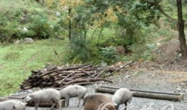 猪配种视频,从亲密接触至成功受孕