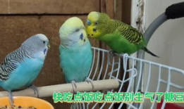 虎皮鹦鹉视频,视频中的可爱瞬间回顾